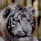 Jeune Tigre Blanc