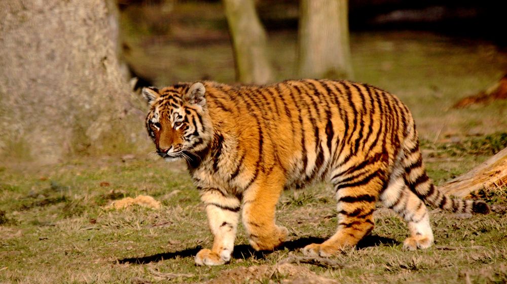 Jeune Tigre