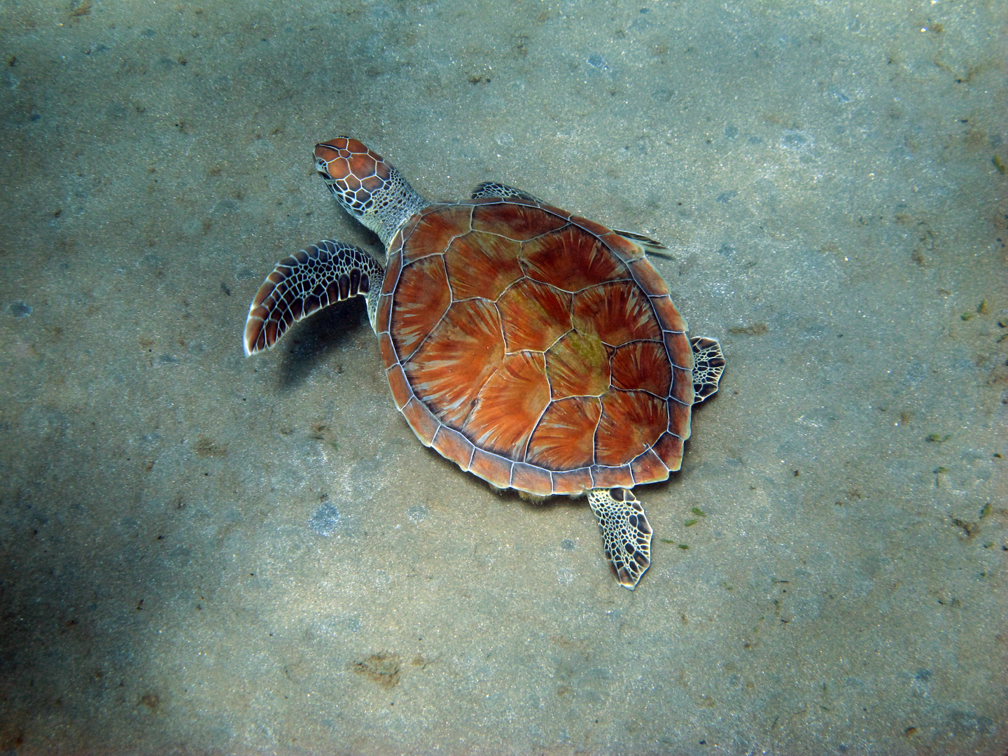 Jeune Tortue