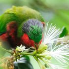 Jeune 'Ura ou Vini Kuhlï mangeant des fleurs