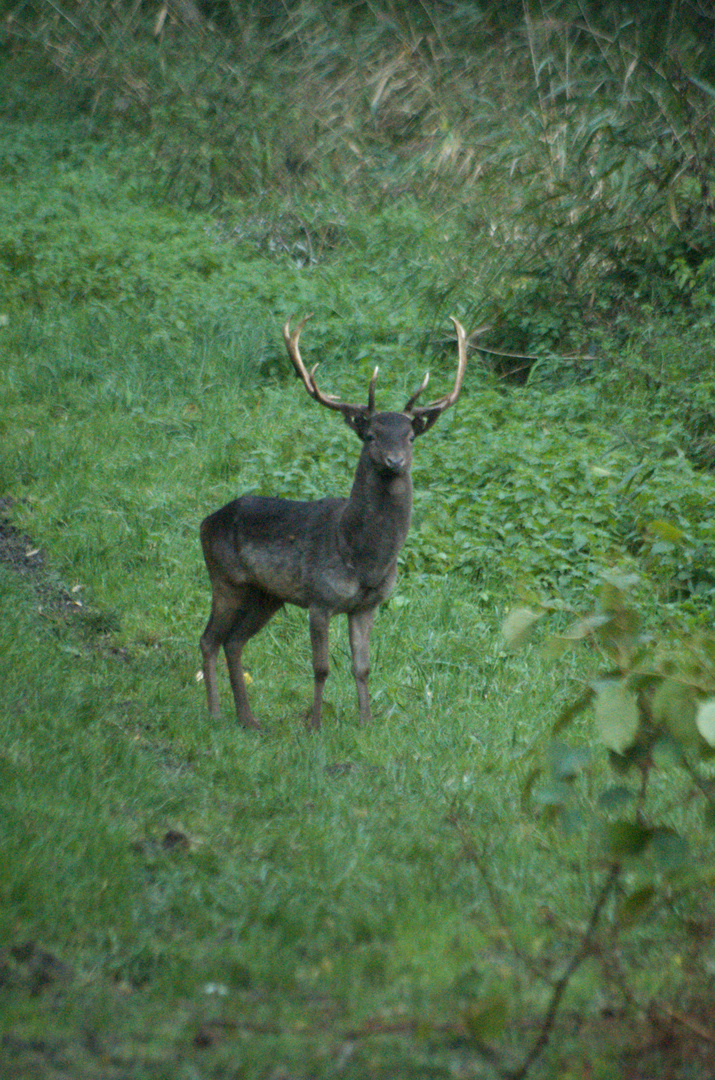 jeunes cerf prenant la pose