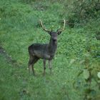 jeunes cerf prenant la pose