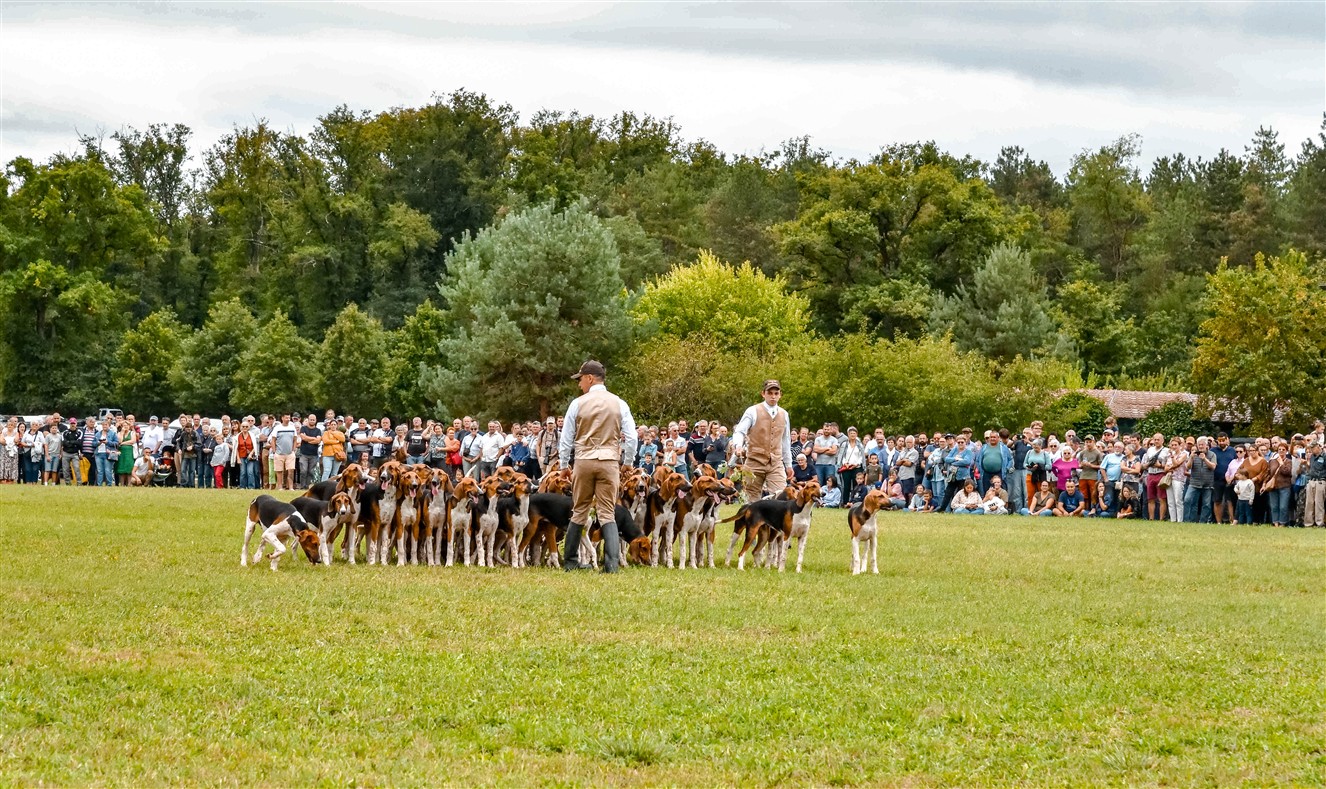 Jeunes Chiens du Vautrait de Banassat 