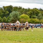 Jeunes Chiens du Vautrait de Banassat