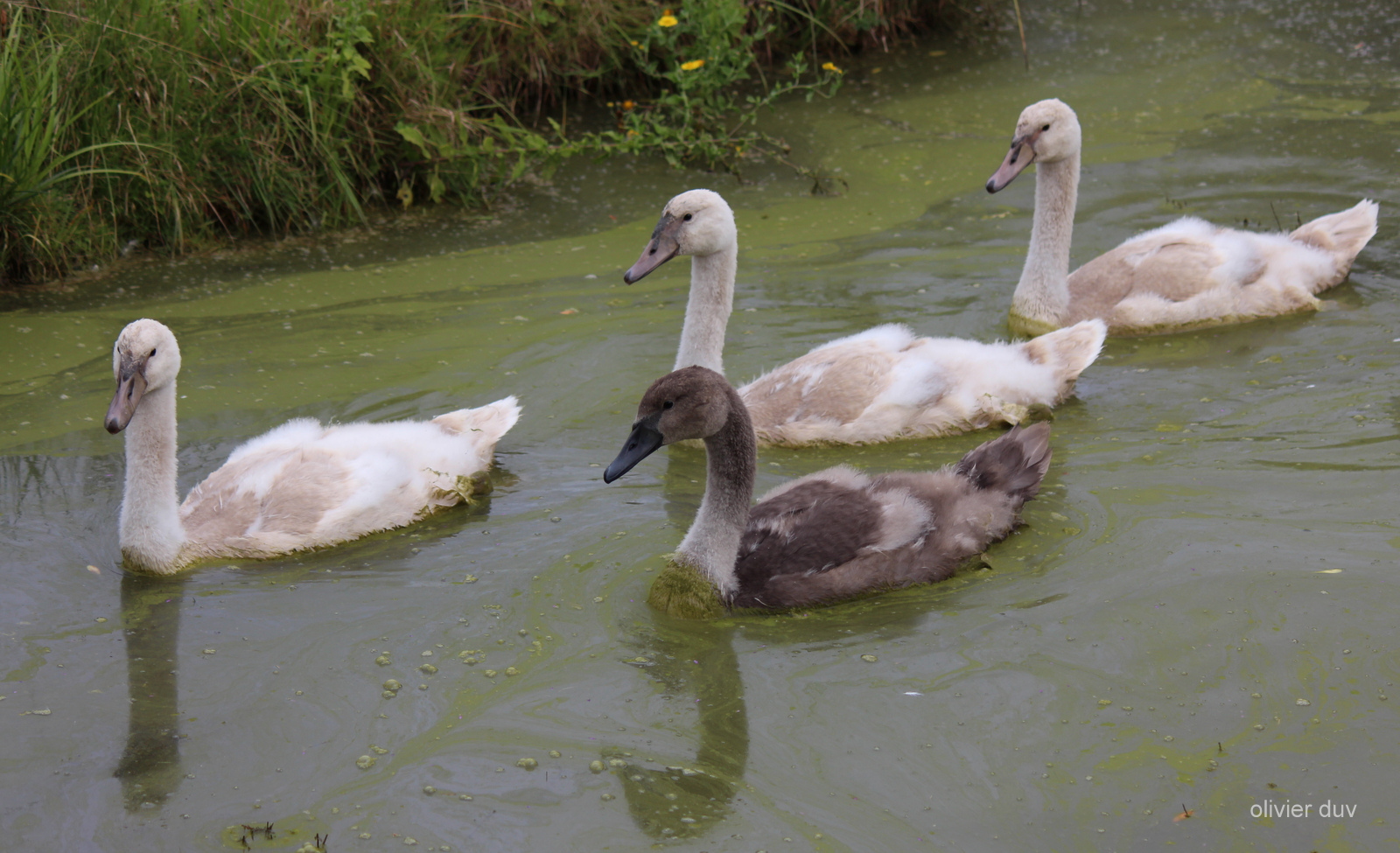 jeunes cygnes