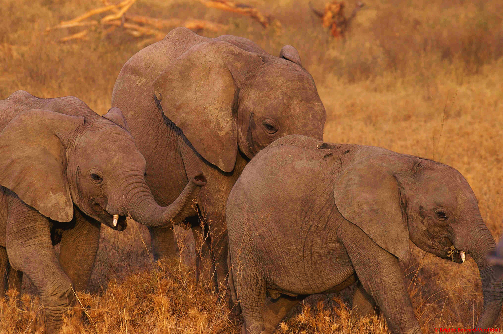 Jeunes éléphants dans le parc du Serengéti, en Tanzanie....