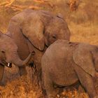 Jeunes éléphants dans le parc du Serengéti, en Tanzanie....