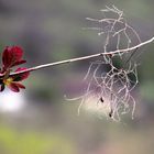 JEUNES FEUILLES DE PRINTEMPS