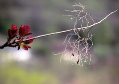 JEUNES FEUILLES DE PRINTEMPS