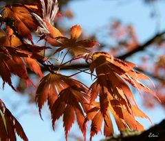 Jeunes feuilles d'érable