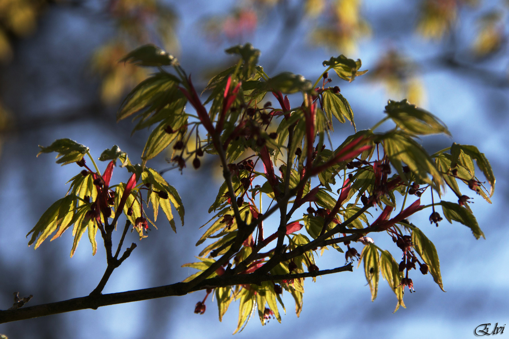 Jeunes feuilles et bourgeons de fleurs