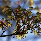 Jeunes feuilles et bourgeons de fleurs