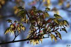 Jeunes feuilles et bourgeons de fleurs