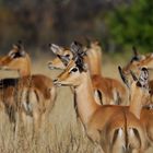 Jeunes mâles et femelles impalas.