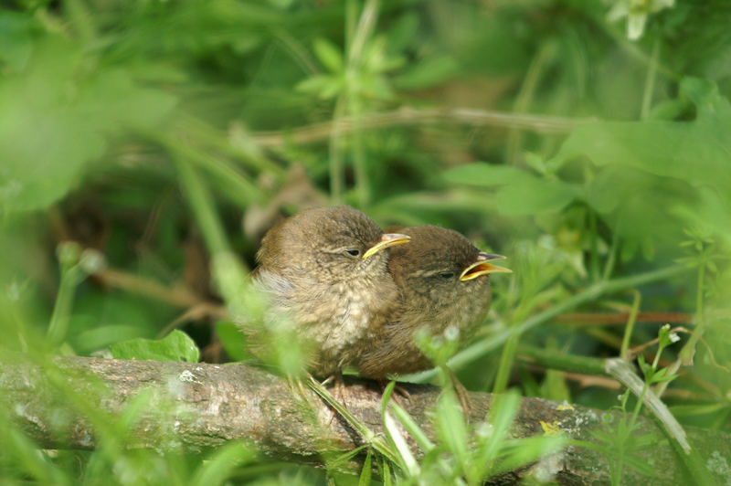 Jeunes Troglodytes Mignons