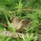 Jeunes Troglodytes Mignons