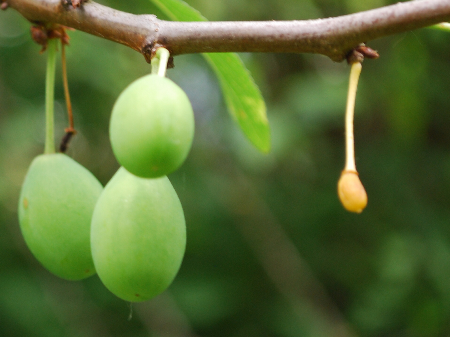 jeunesse de prune