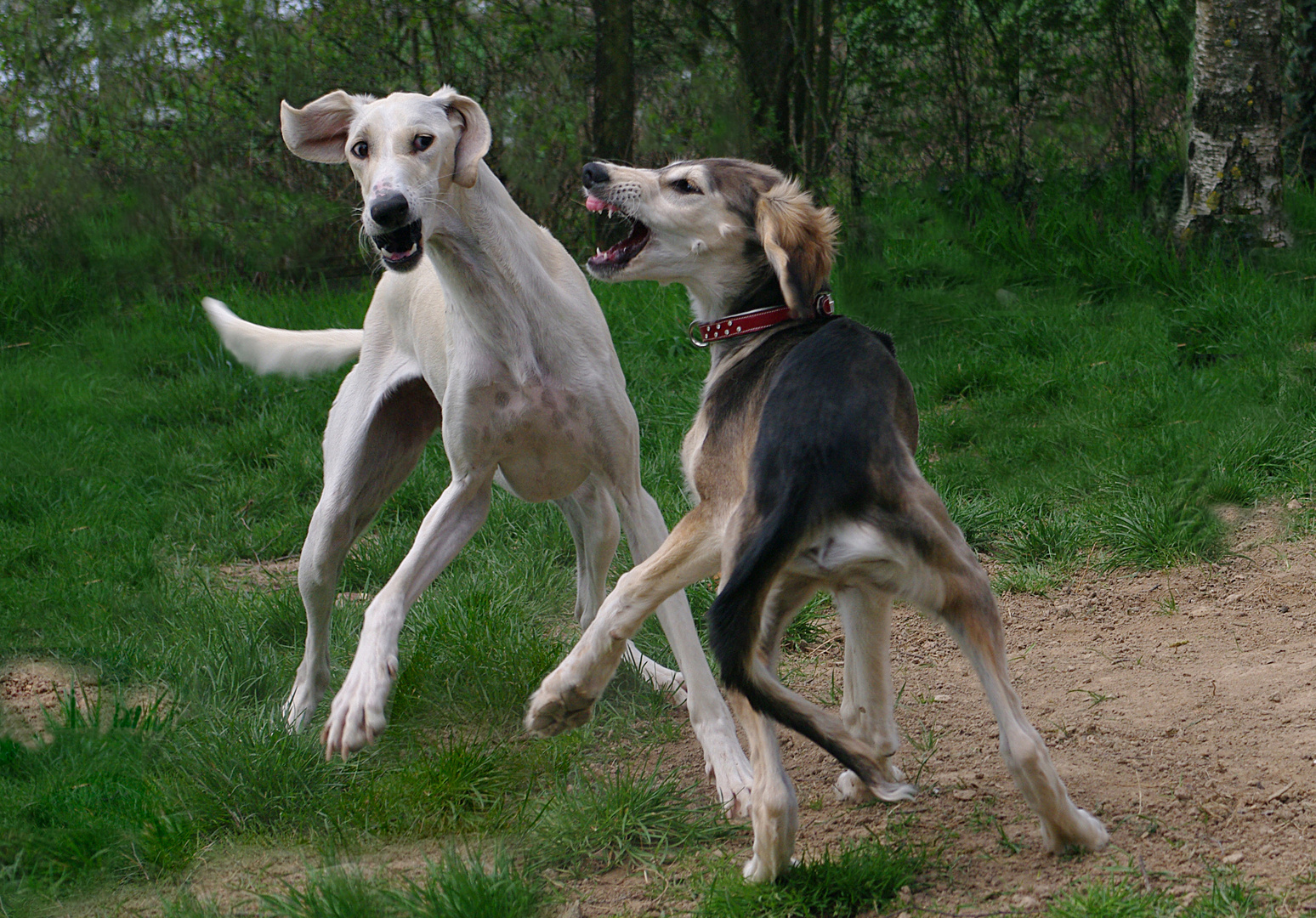 Jeux canins 1 (Saluki ou lévrier persan)