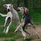 Jeux canins 1 (Saluki ou lévrier persan)