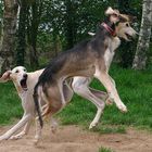 Jeux canins 3 (Saluki ou lévrier persan)