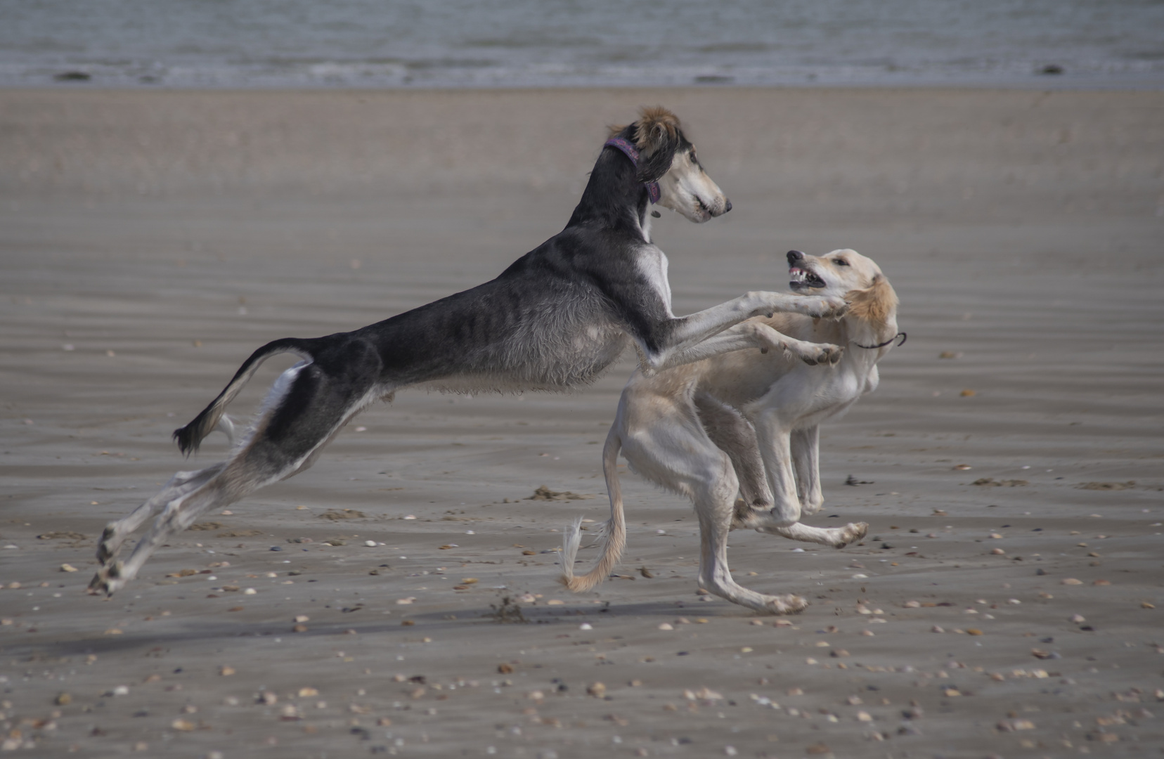 Jeux canins sur la plage