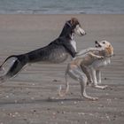 Jeux canins sur la plage