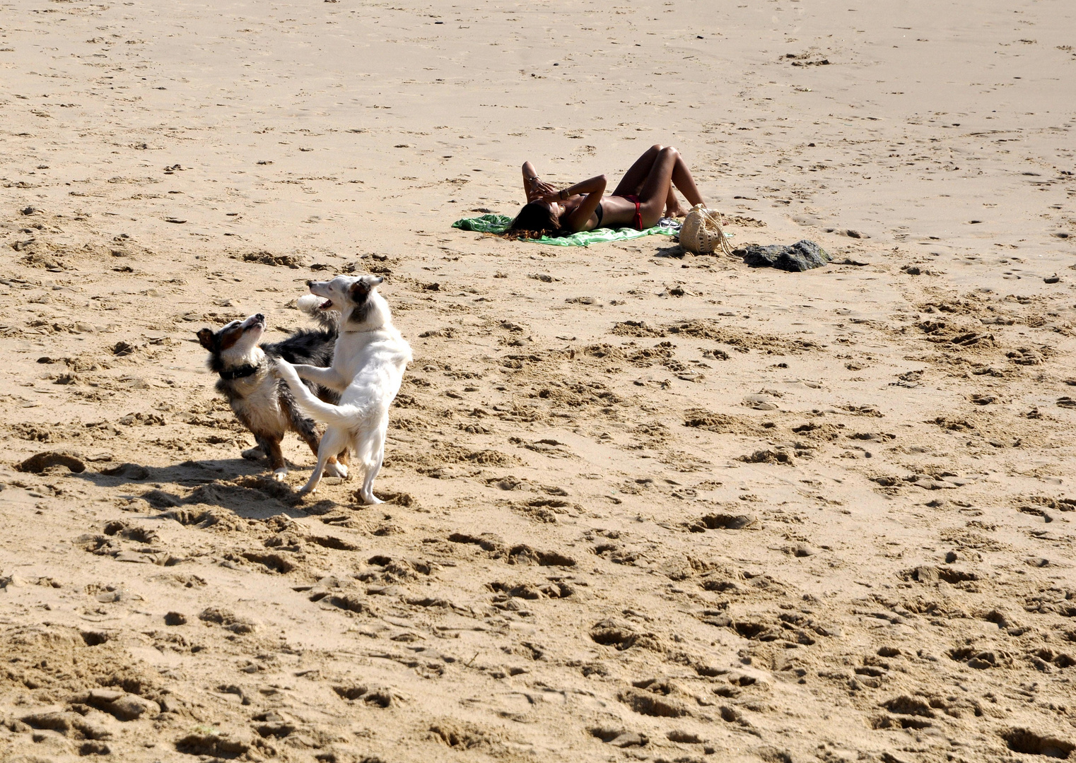 jeux de chiens...! n'est pas tjrs vilain ;) 