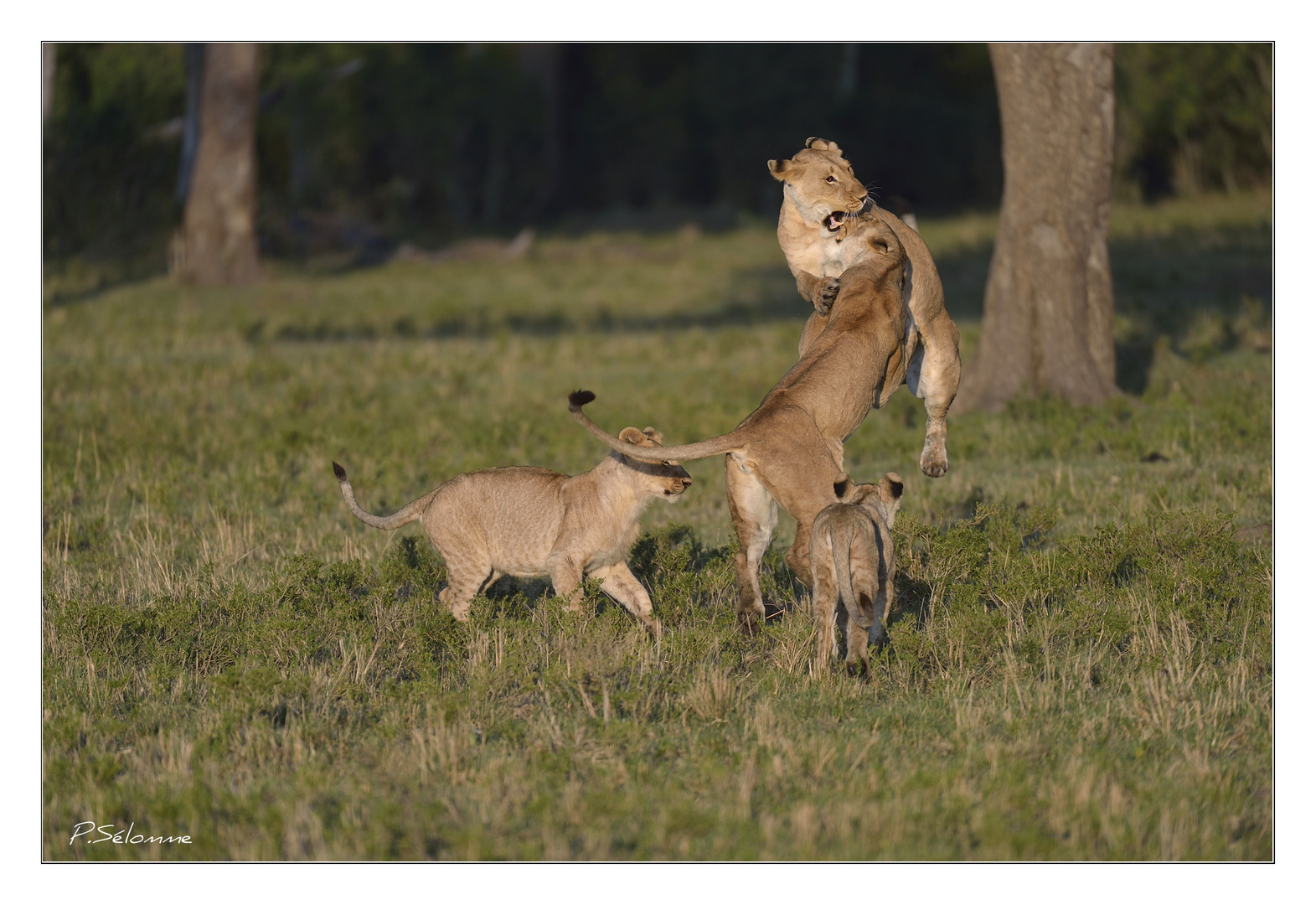 Jeux de lions