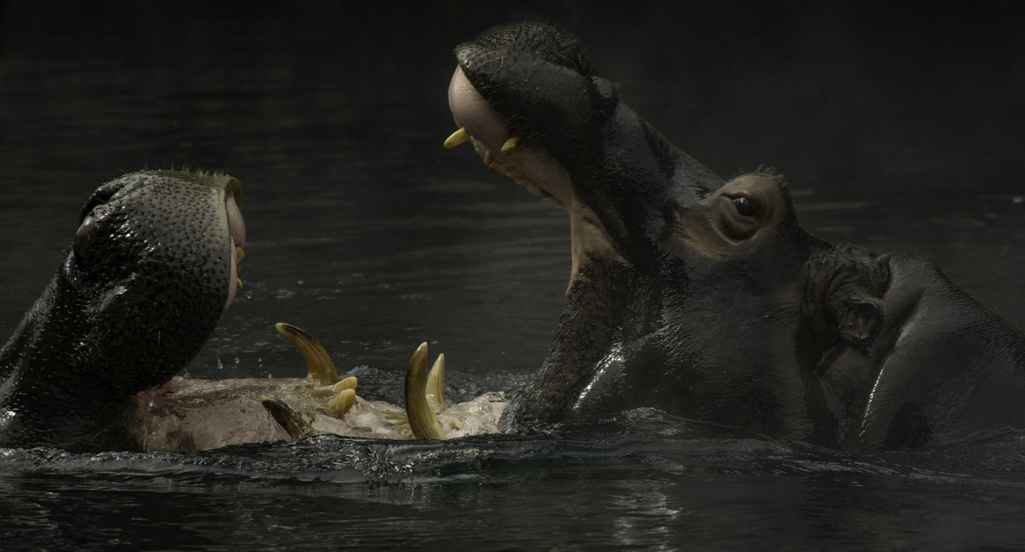 Jeux d'hippo (Hippopotamus amphibius)