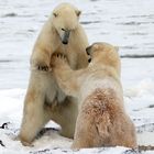 Jeux d'ours polaires