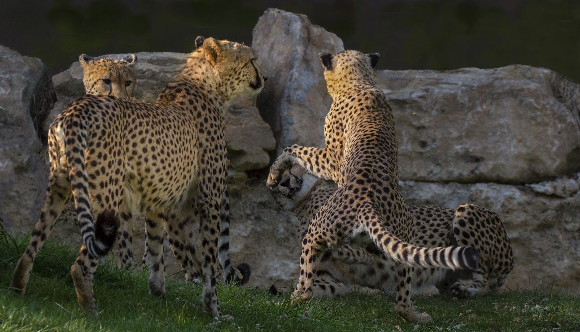 Jeux entre frères (Acinonyx jubatus, guépard)