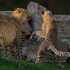 Jeux entre frères (Acinonyx jubatus, guépard)