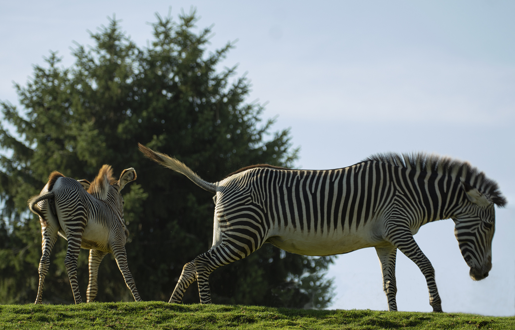 Jeux zébrés (Equus grevyi, zèbre de Grévy) 