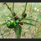 Jewel beetle