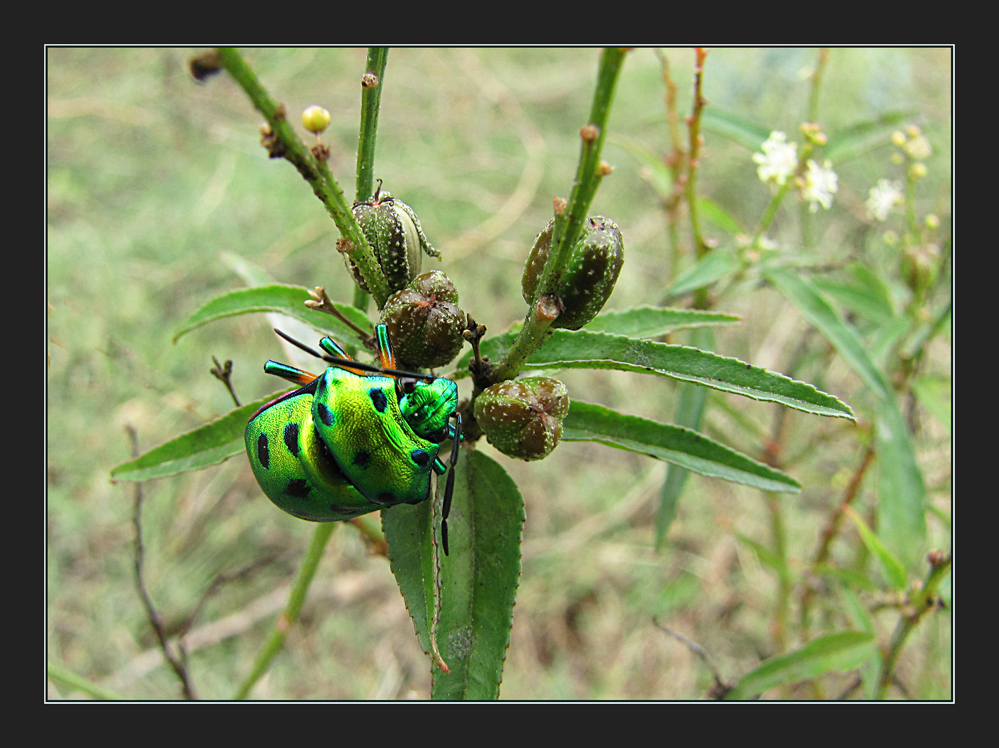 Jewel beetle