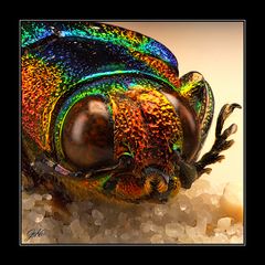 Jewel Beetle