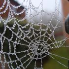 jewelled cobweb