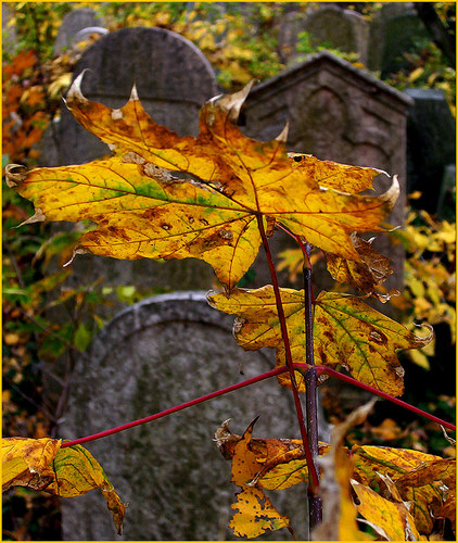 jewish cemetery