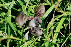 ... jez wois i endlich mol wia mr Spätzla macht ...