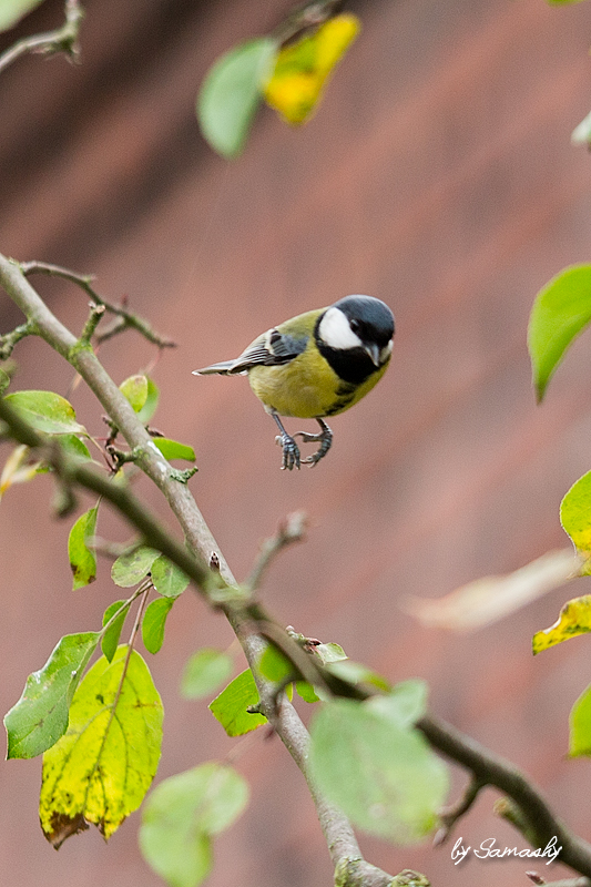 jigging chickadee