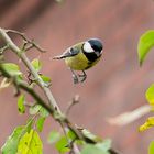 jigging chickadee