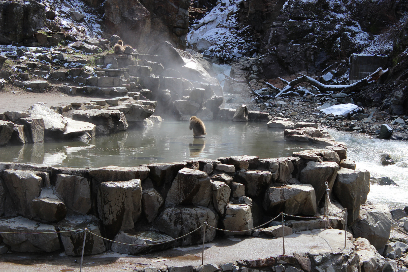 Jigokudani Monkey Park in Japan