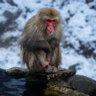 Jigokudani Yaen Kohen (Nagano, Japan)