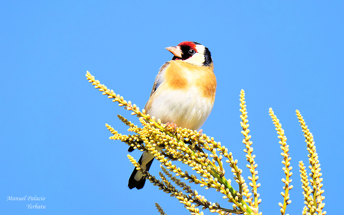 Jilguero - Carduelis carduelis