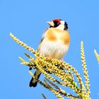 Jilguero - Carduelis carduelis