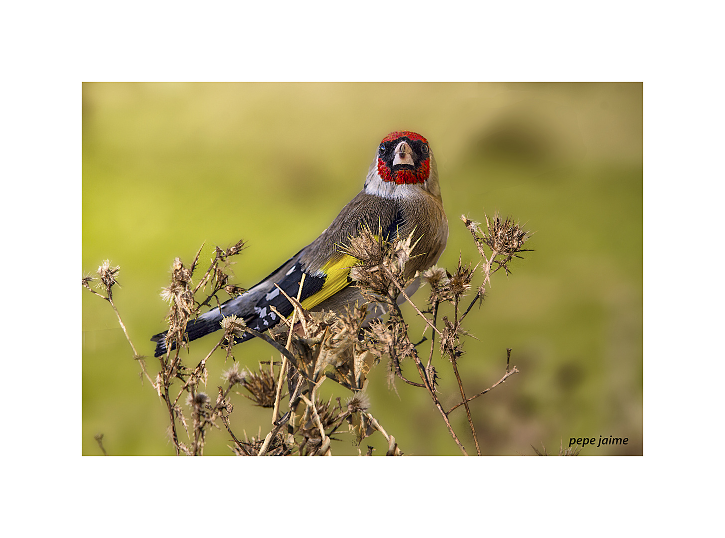 Jilguero /Carduelis carduelis)