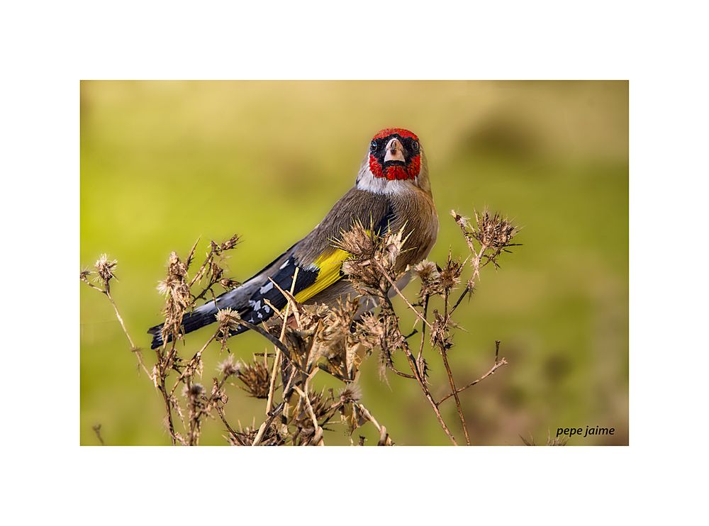 Jilguero /Carduelis carduelis)