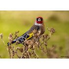 Jilguero /Carduelis carduelis)