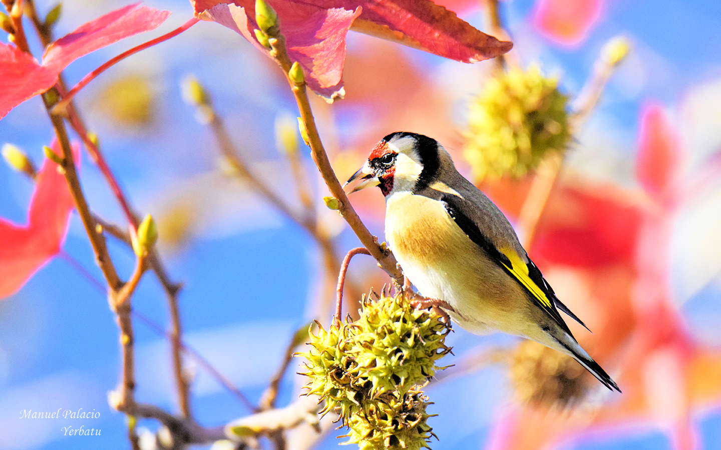 Jilguero - Carduelis carduelis