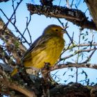 Jilguero (Sicalis flaveola)